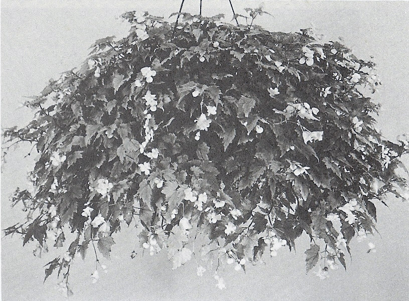 B. ‘Maxwelton’